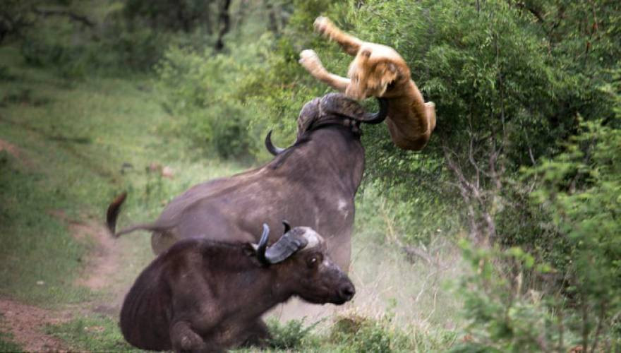 Βούβαλος σκοτώνει τον «βασιλιά» των ζώων – Δείτε το βίντεο